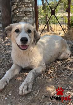 Ράτσα: Άγνωστο - Ημίαιμο | Ηλικία: 6 μηνών | Φύλο: Θηλυκό | Αρ. Microchip: - | Περιοχή: Νέα Σμύρνη, Αττική